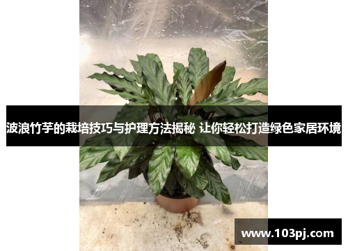 波浪竹芋的栽培技巧与护理方法揭秘 让你轻松打造绿色家居环境 波浪竹芋的栽培技巧与护理方法揭秘 让你轻松打造绿色家居环境