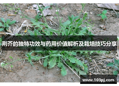 荆芥的独特功效与药用价值解析及栽培技巧分享 荆芥的独特功效与药用价值解析及栽培技巧分享